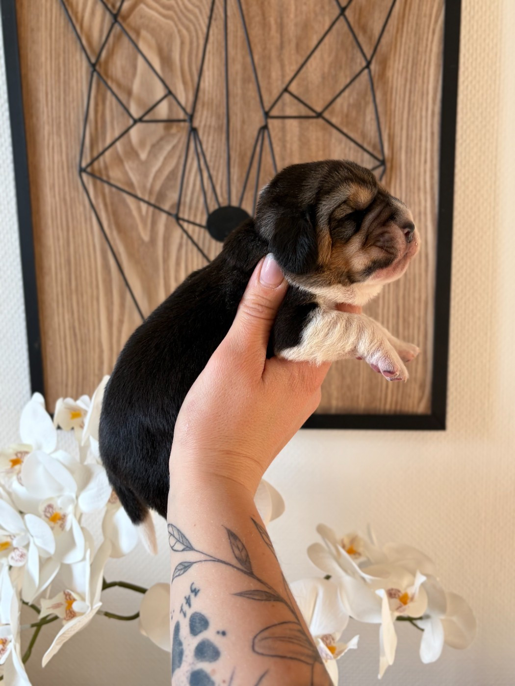 Femelle collier violet