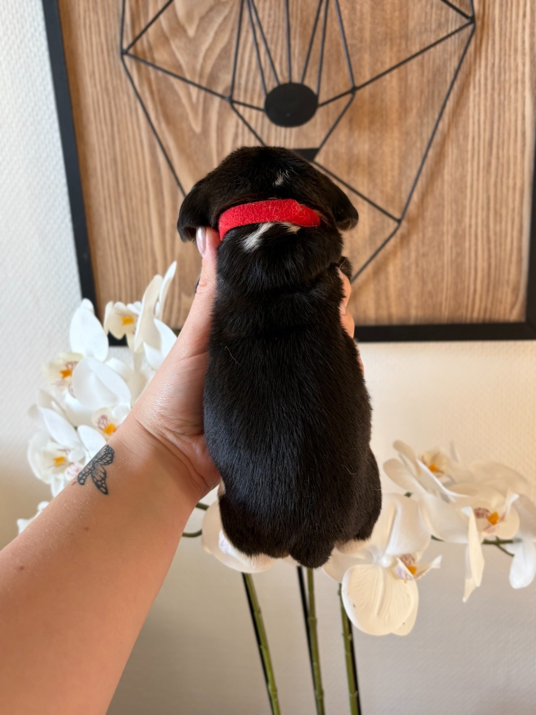 Femelle collier rouge