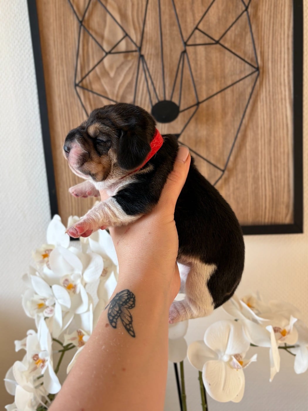 Femelle collier rouge