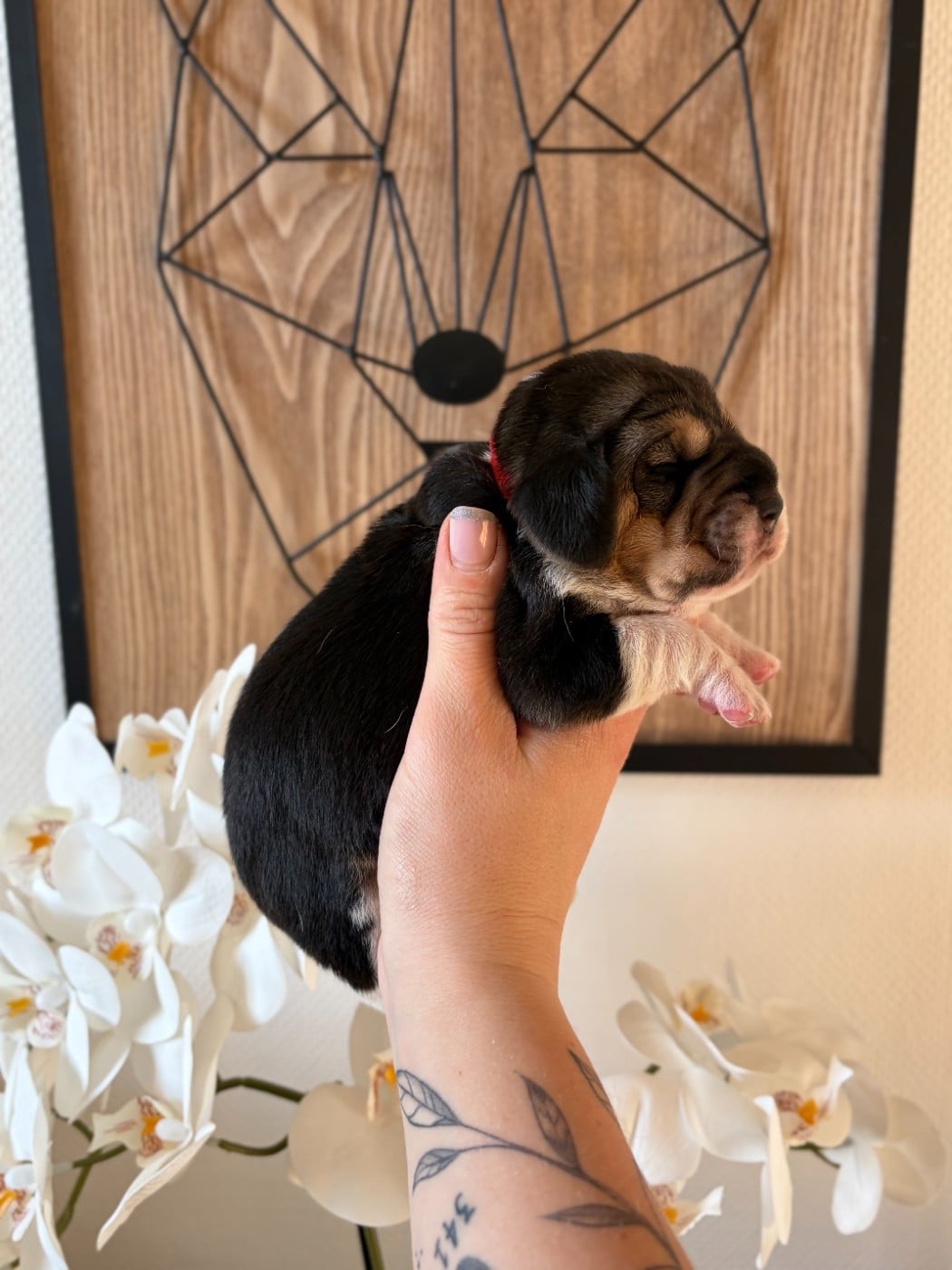 Femelle collier rouge