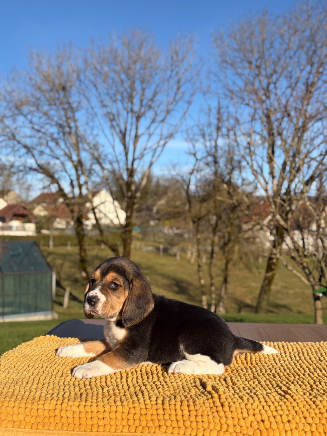 Beagle - Aux Câlins De Serise