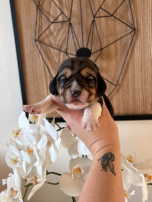 Les chiots de Beagle