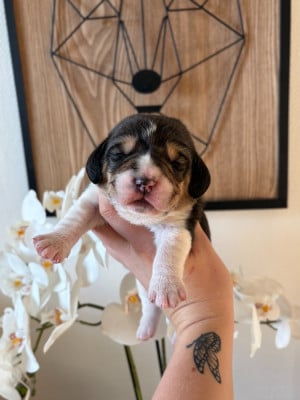 Les chiots de Beagle