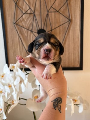 Les chiots de Beagle