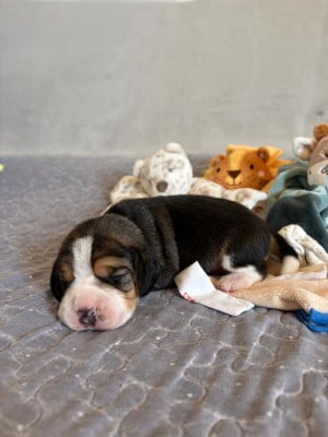 Les chiots de Beagle