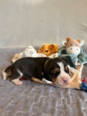 Les chiots de Beagle