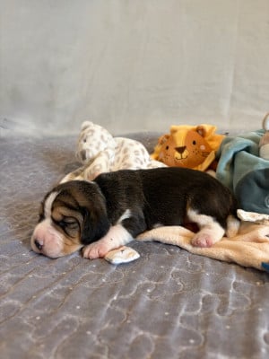 Les chiots de Beagle