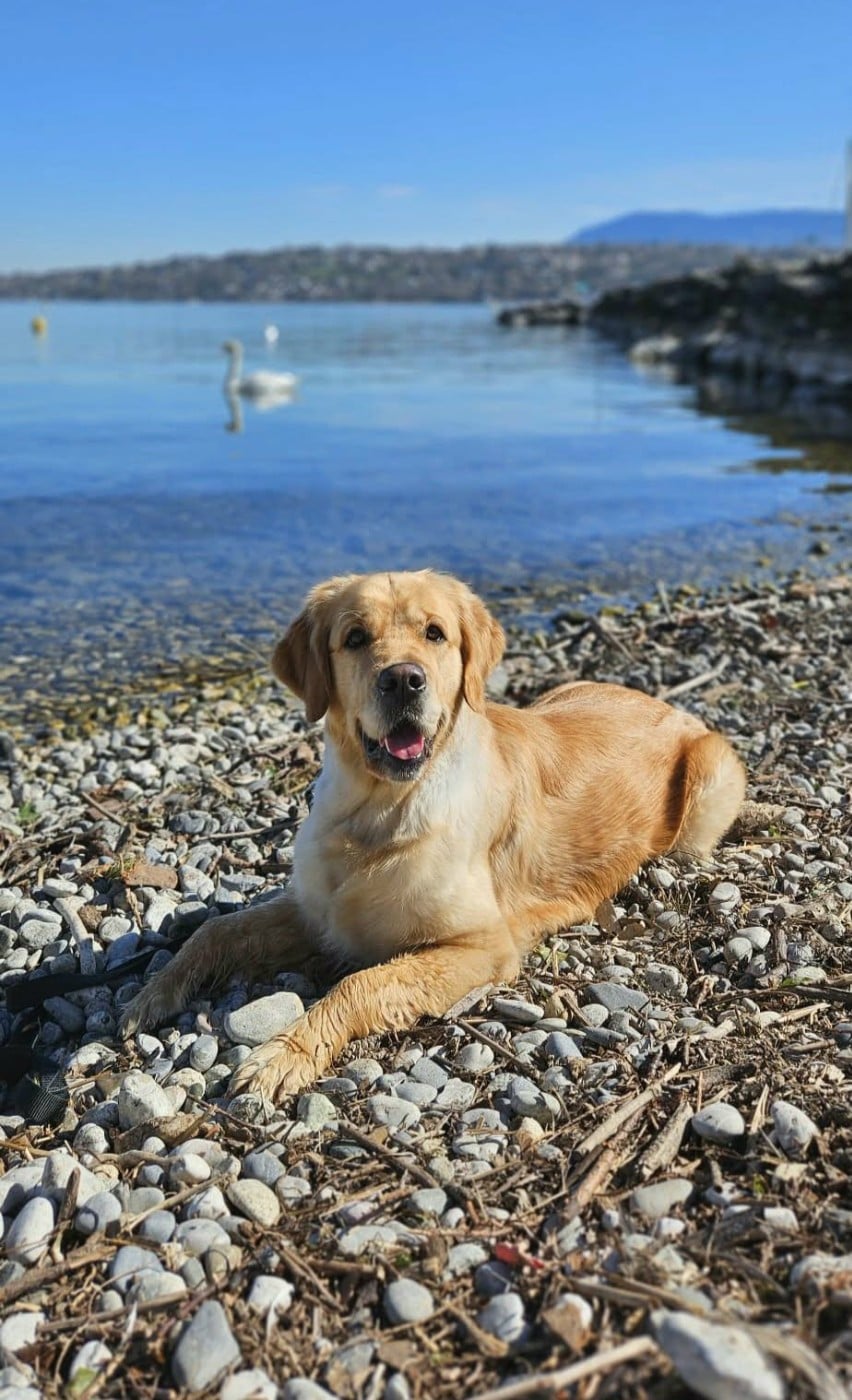 Publication : Des Sables D'Or D'Avalonne