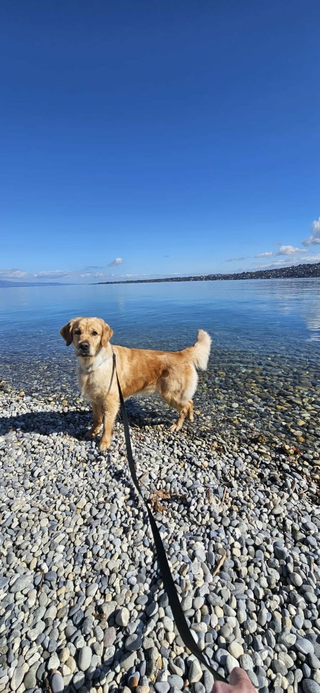 Publication : Des Sables D'Or D'Avalonne