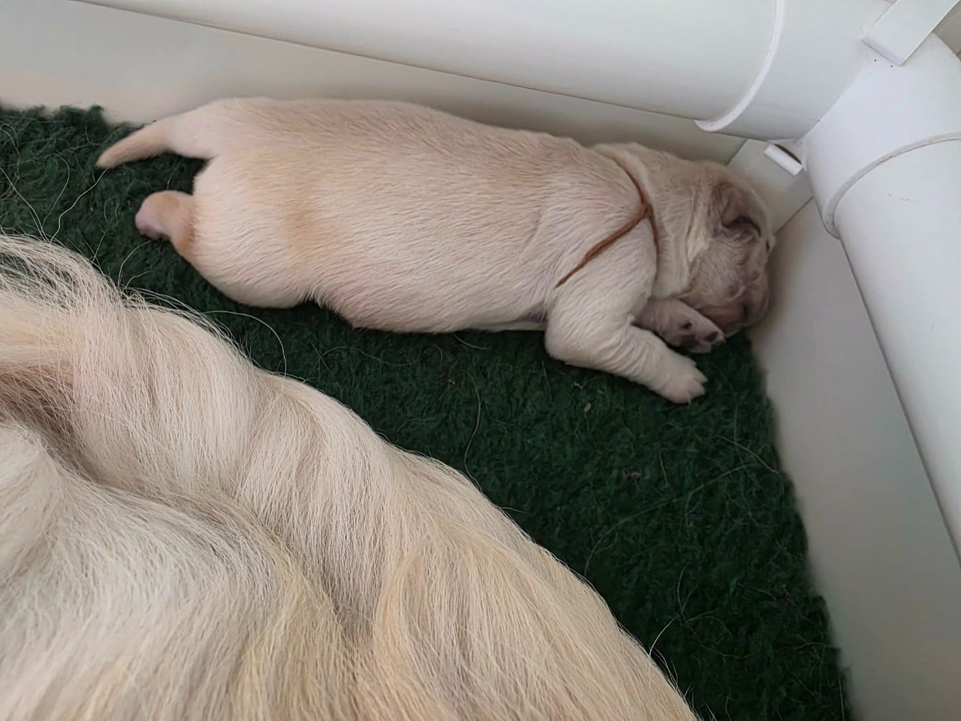 CHIOT 3 - Golden Retriever