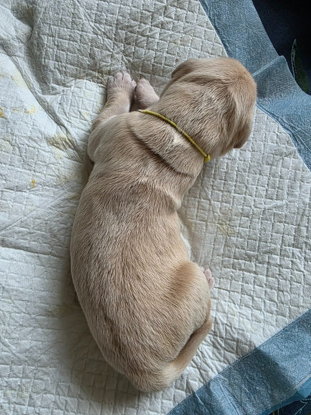 CHIOT 5 - Golden Retriever