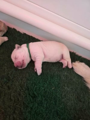 CHIOT 6 - Golden Retriever