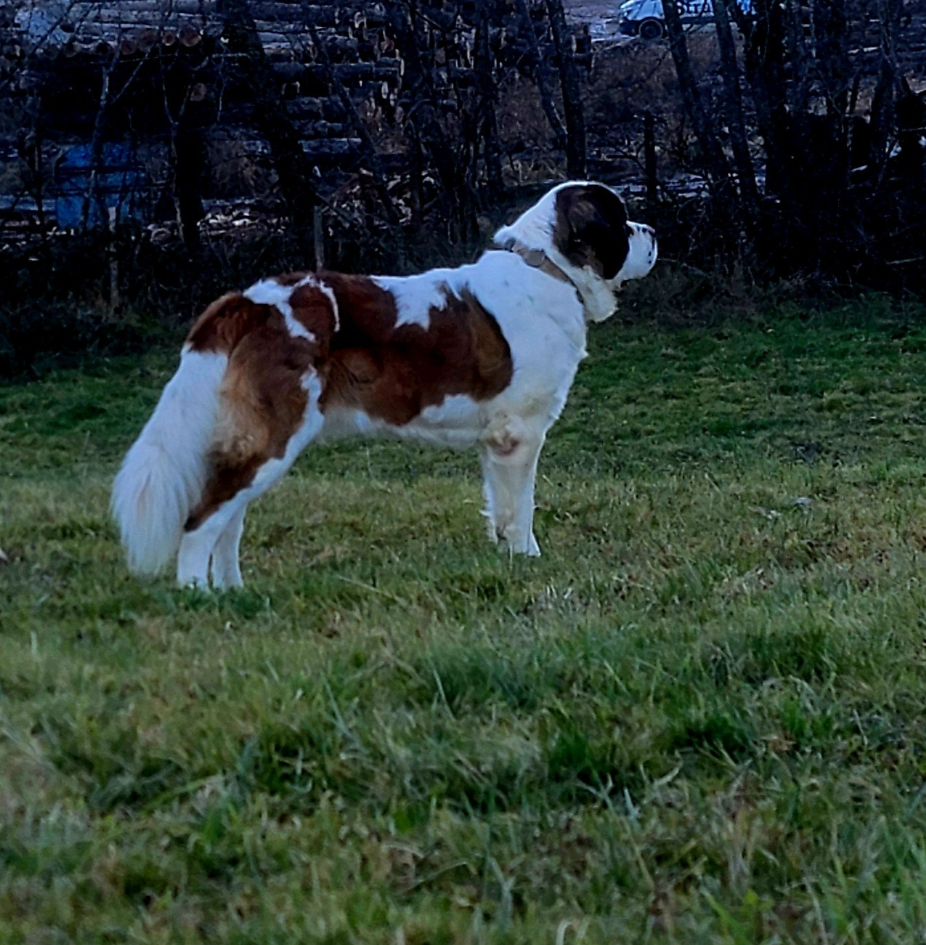 Volenn Des Bauges De La Vallière