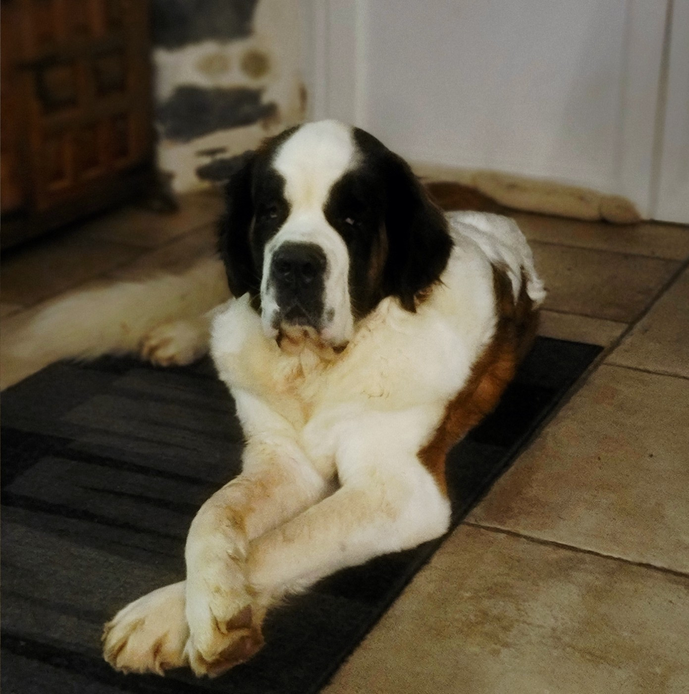 Volenn Des Bauges De La Vallière