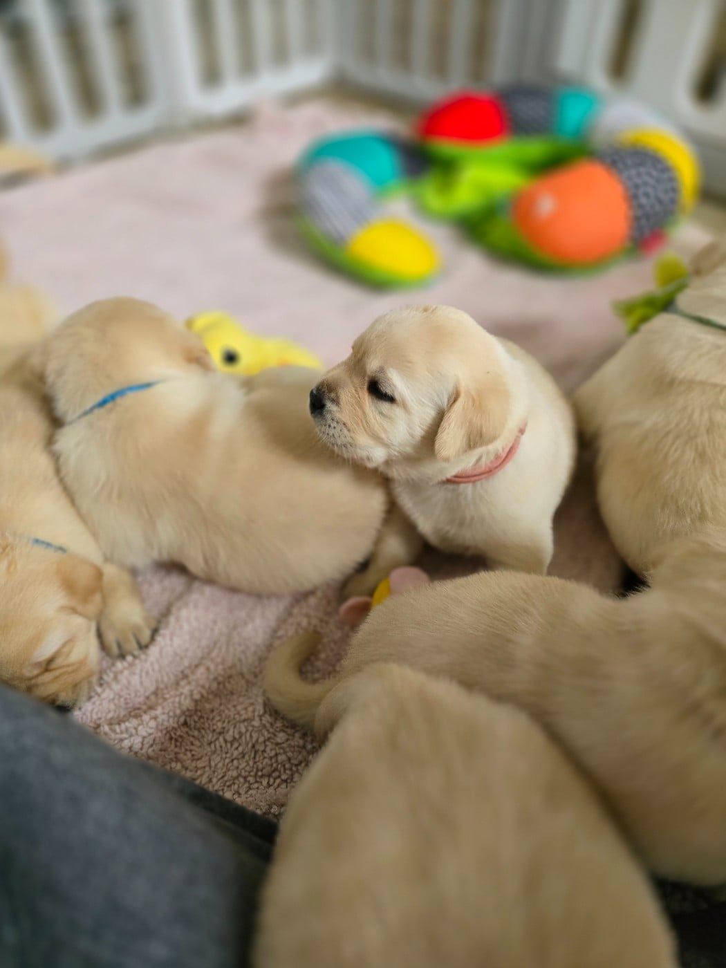 Labrador Retriever - Des Terres Pyrénéennes