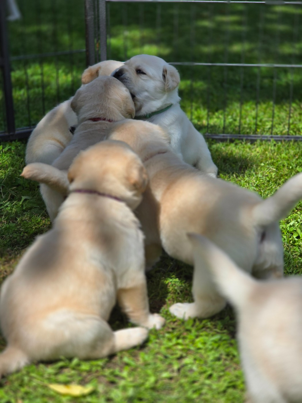 Tous Nos Chiots Vendre De Race Labrador Retriever En France