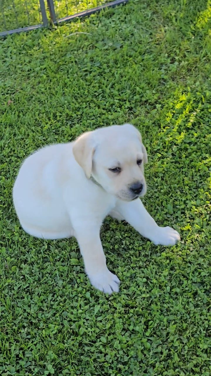 CHIOT 8 collier vert