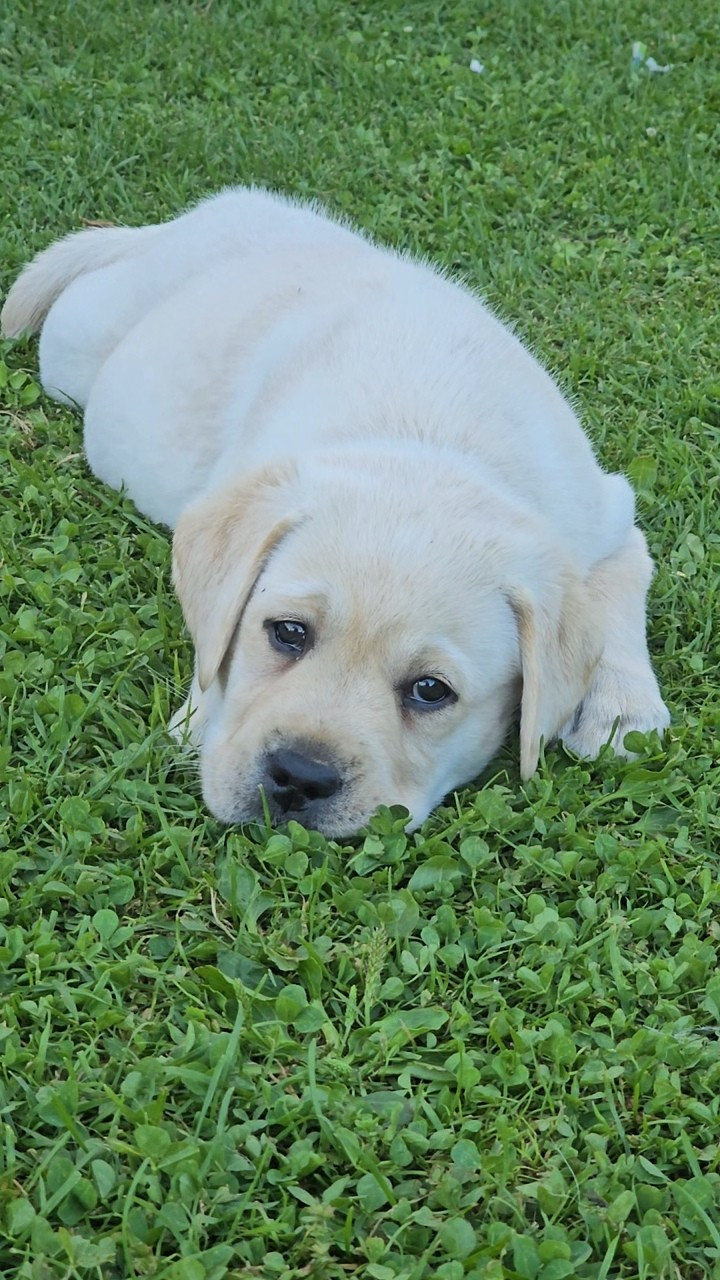 CHIOT 8 collier vert
