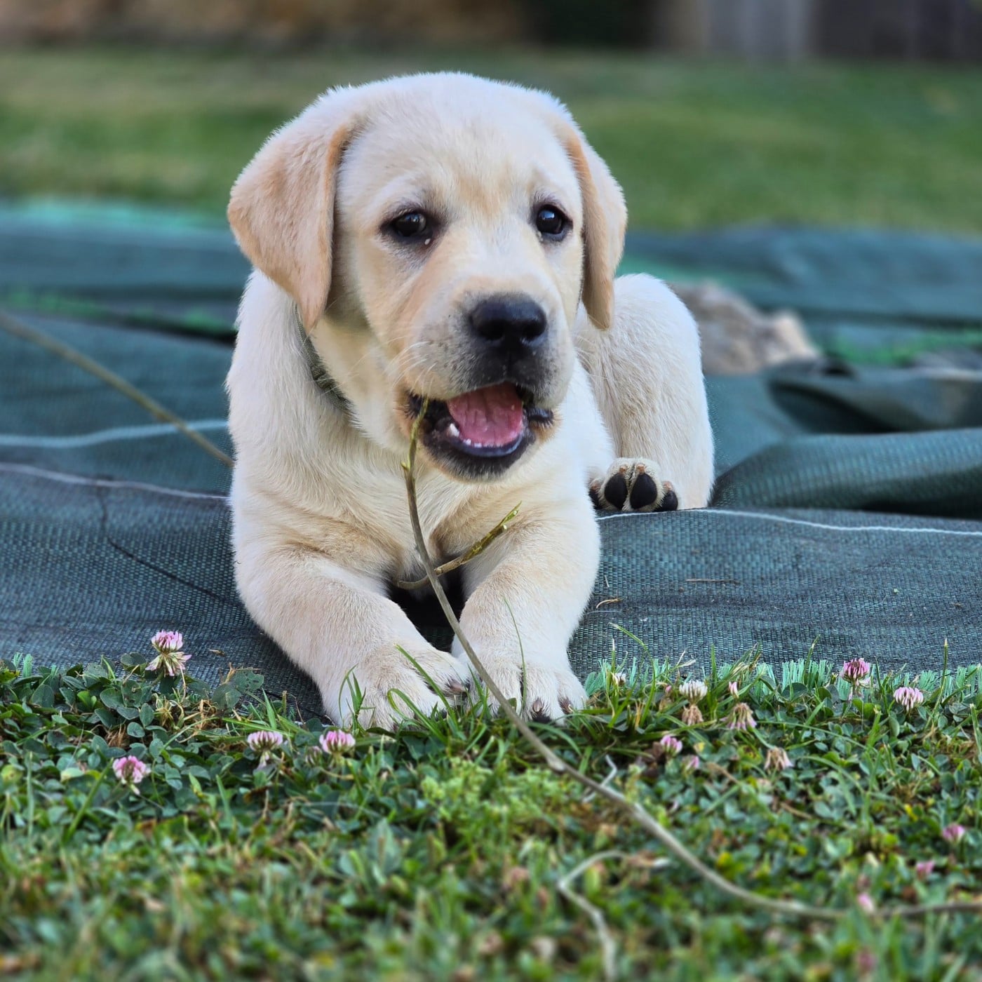 CHIOT 8 collier vert