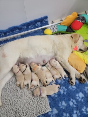 Les chiots de Labrador Retriever