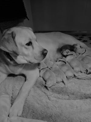 CHIOT 2 - Labrador Retriever