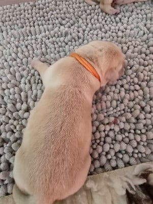 Les chiots de Labrador Retriever