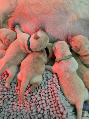 Les chiots de Labrador Retriever