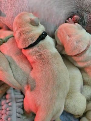 Les chiots de Labrador Retriever