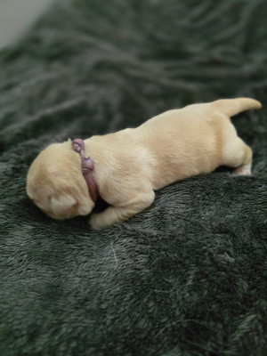 Les chiots de Labrador Retriever