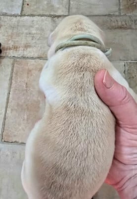 Les chiots de Labrador Retriever