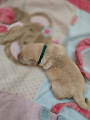 Les chiots de Labrador Retriever