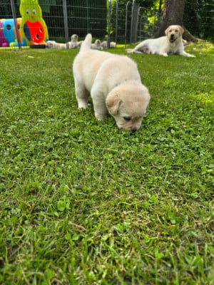 Les chiots de Labrador Retriever