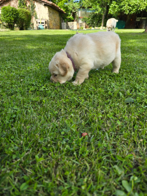 Les chiots de Labrador Retriever