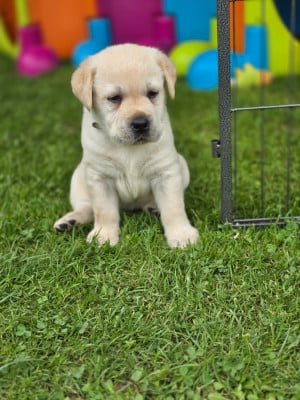Les chiots de Labrador Retriever