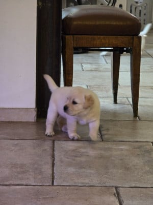 Les chiots de Labrador Retriever