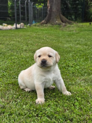 Les chiots de Labrador Retriever