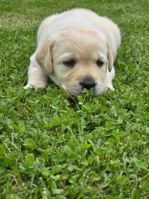 Les chiots de Labrador Retriever