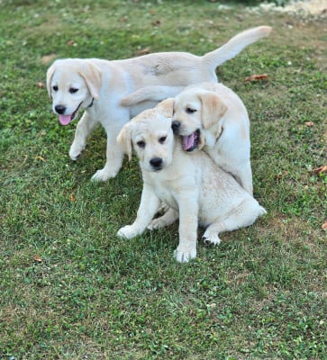 Les chiots de Labrador Retriever