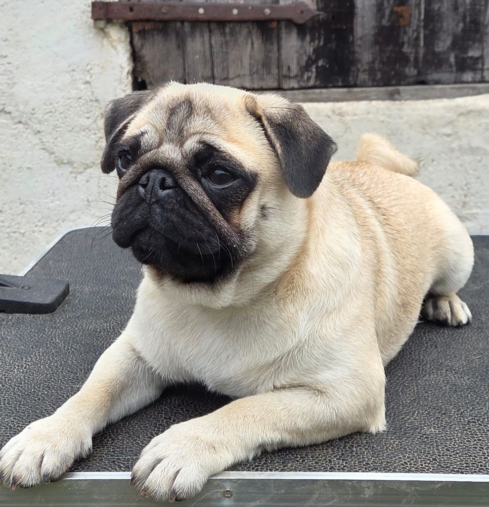 Venus Du Bouddha D'Emeraude