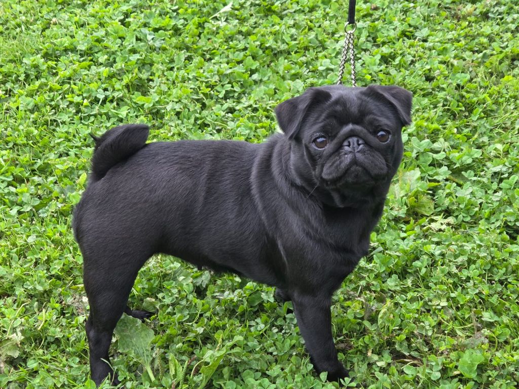 Publication : Du Bouddha D'Emeraude