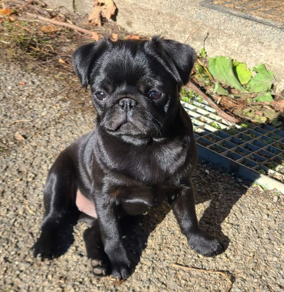 Publication : Du Bouddha D'Emeraude