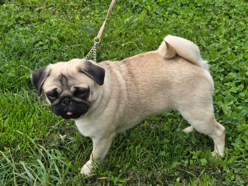 Venus Du Bouddha D'Emeraude