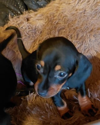 Les chiots de Teckel