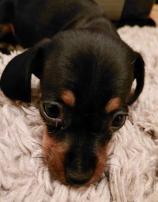 Les chiots de Teckel