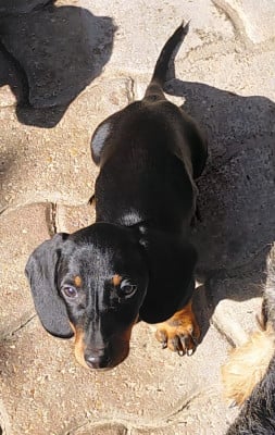 Les chiots de Teckel poil ras