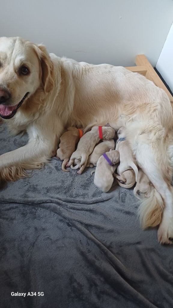 Chiot Golden Retriever