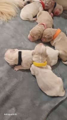 Les chiots de Golden Retriever