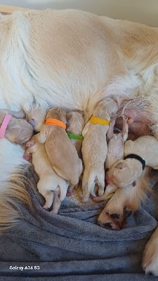 Les chiots de Golden Retriever