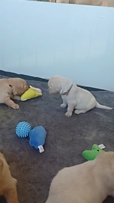 Les chiots de Golden Retriever