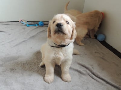 Les chiots de Golden Retriever